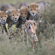 Image for article titled The Radical Plan To Phase Out Earth's Predatory Species
